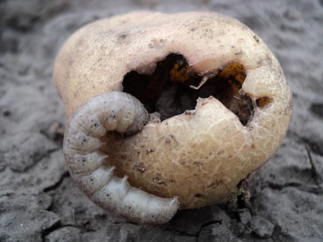 5 почвенных вредителей, которые лишают вас урожая картофеля и корнеплодов