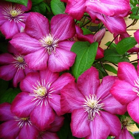 Виль де Лион