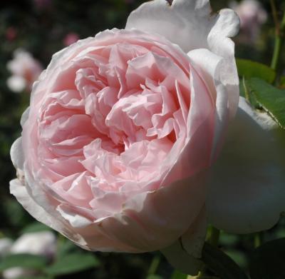Роза английская кустовая Сент Сесилия (St Cecilia)