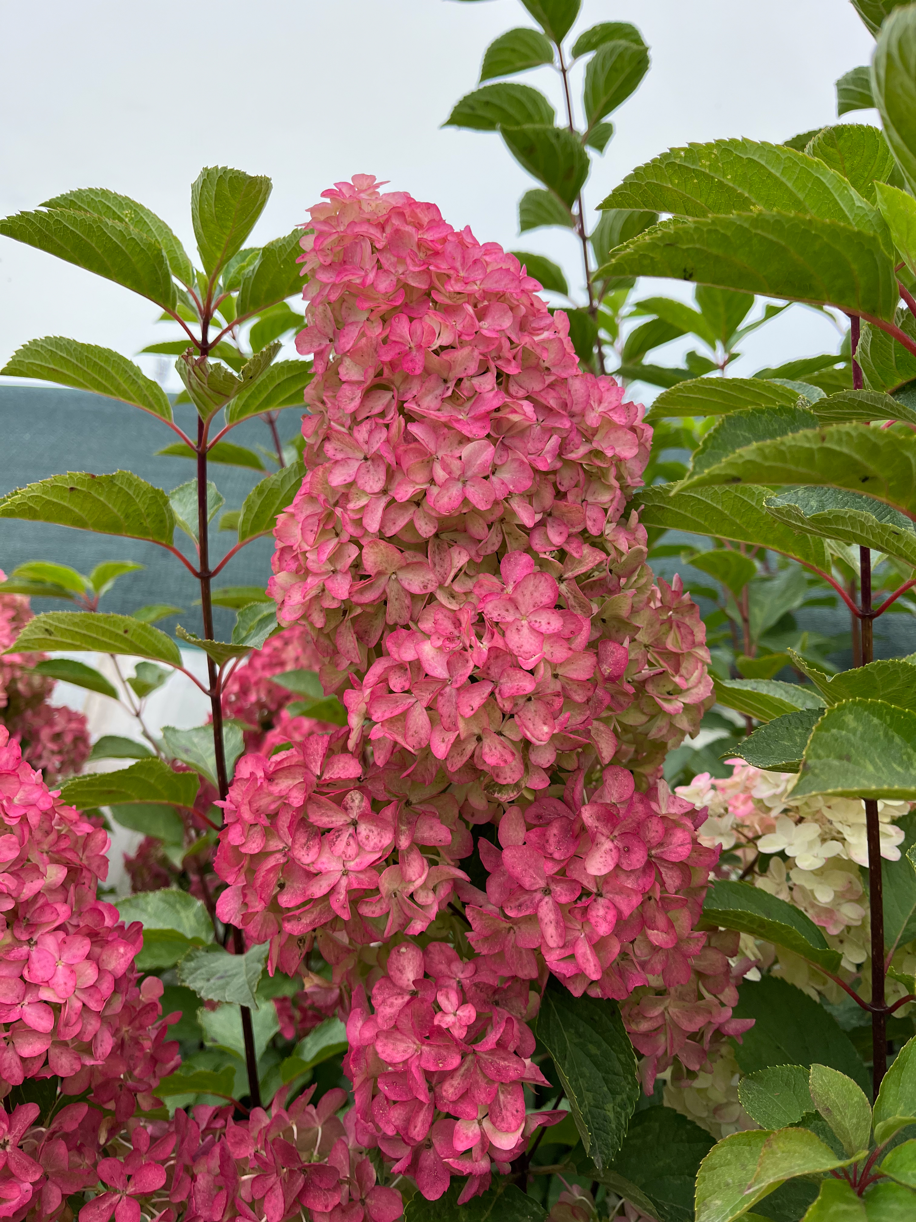 Гортензия Фрайз Мельба