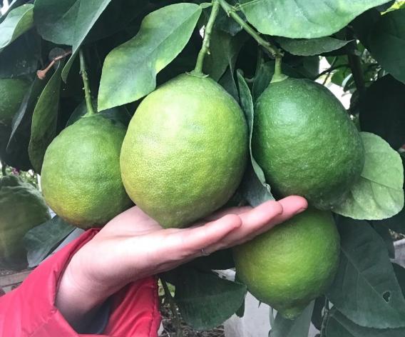 Лимоны, мандарины, апельсины и другие цитрусовые культуры. Выращивание и уход.