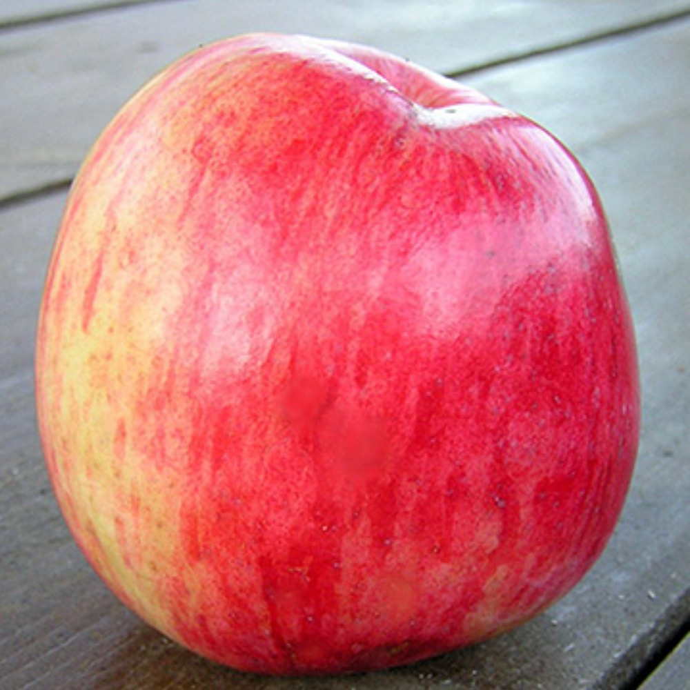 Сорт яблони августовское
