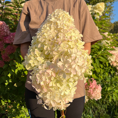 Гортензия Фантом