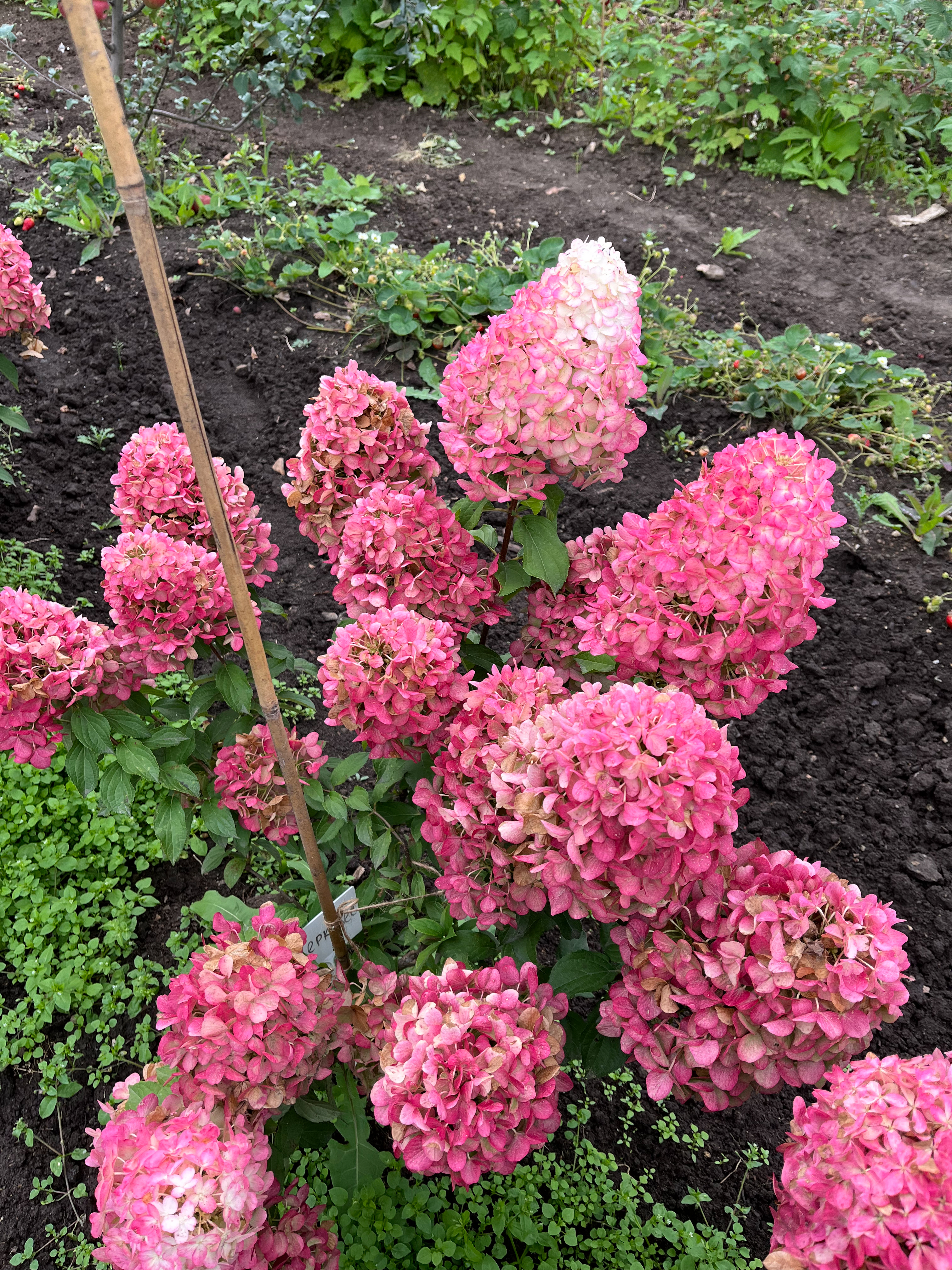 Геркулес (Hercules)