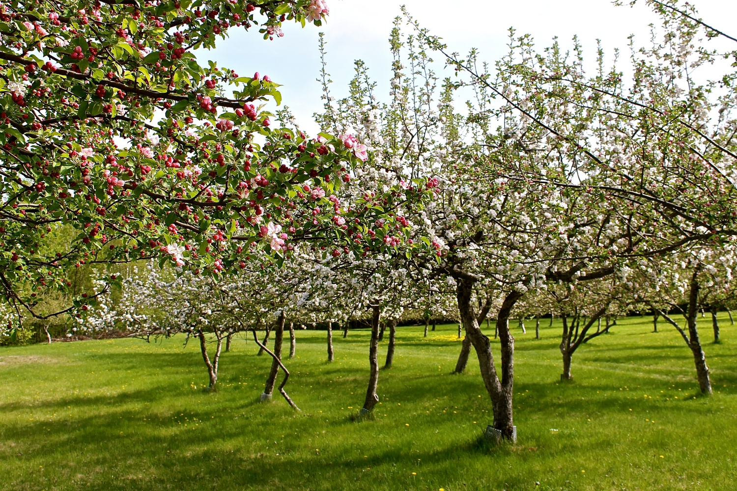 Как выбирать яблони и ухаживать за ними