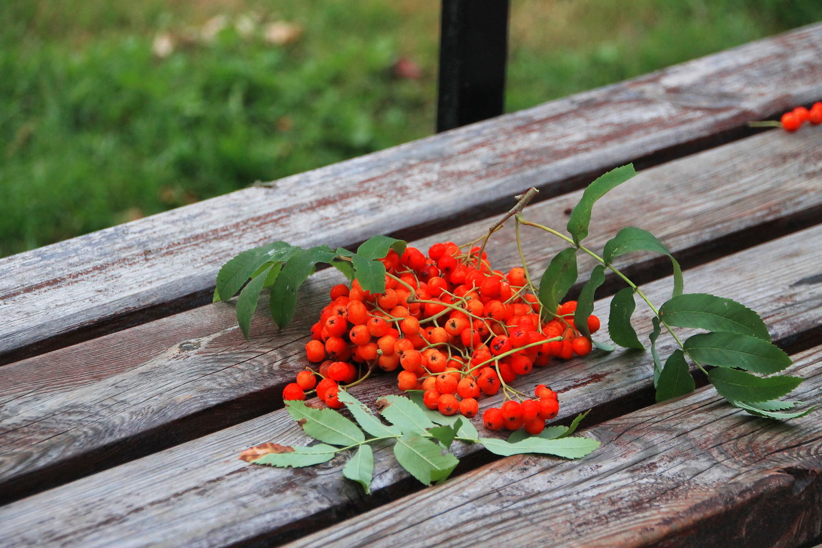 Прочие плодовые культуры