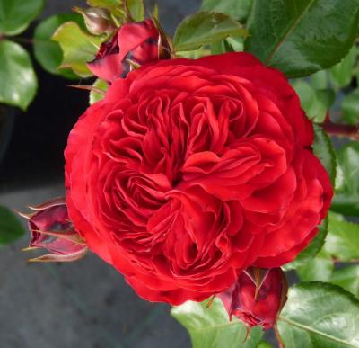 Роза флорибунда Ред Леонардо да Винчи (Rosa Red Leonardo da Vinci)