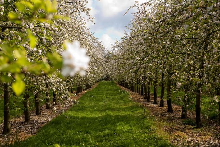 Разбиваем плодовый сад Разбиваем плодовый сад