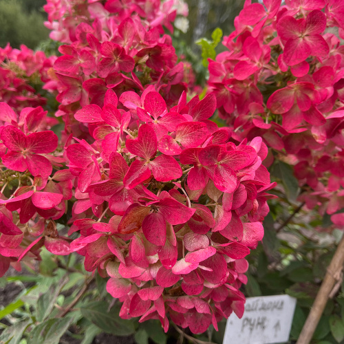 Гортензия Даймонд Руж 2 года