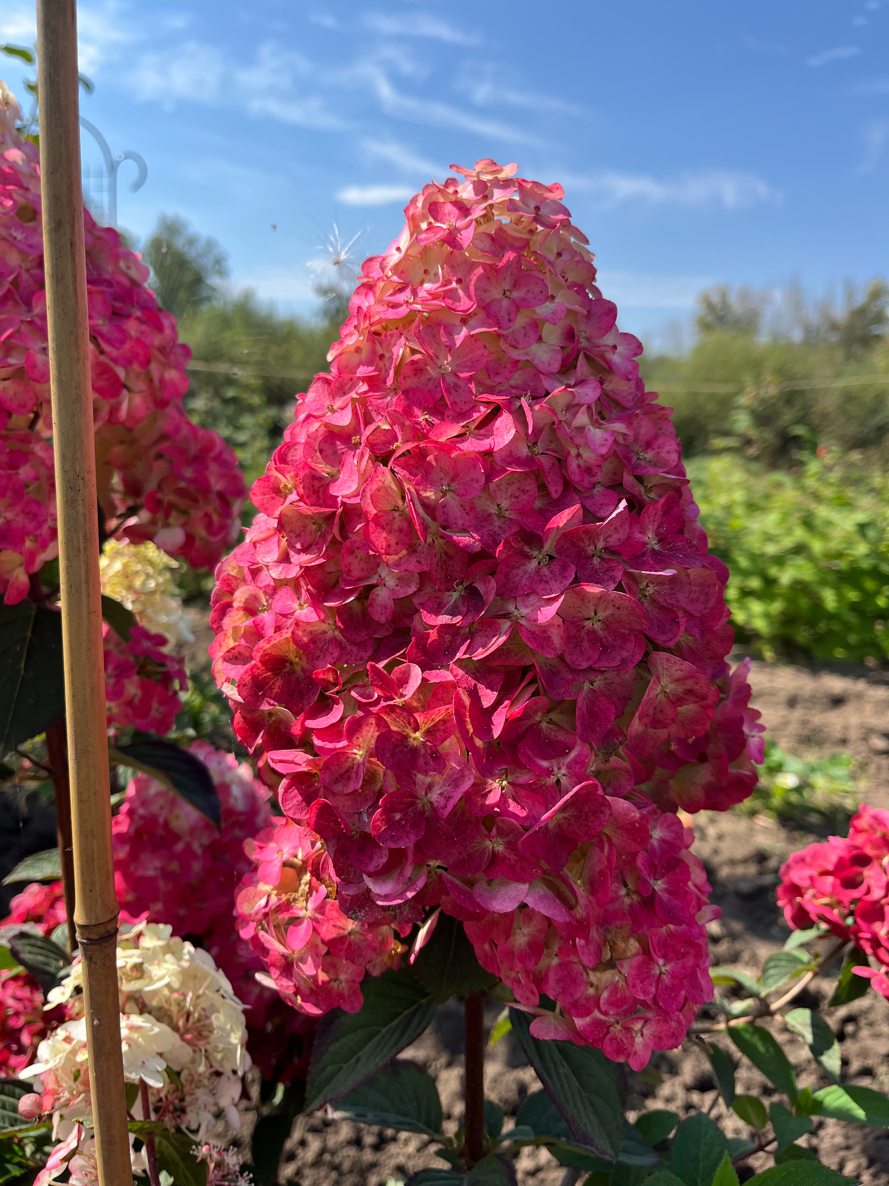 Самарская Лидия