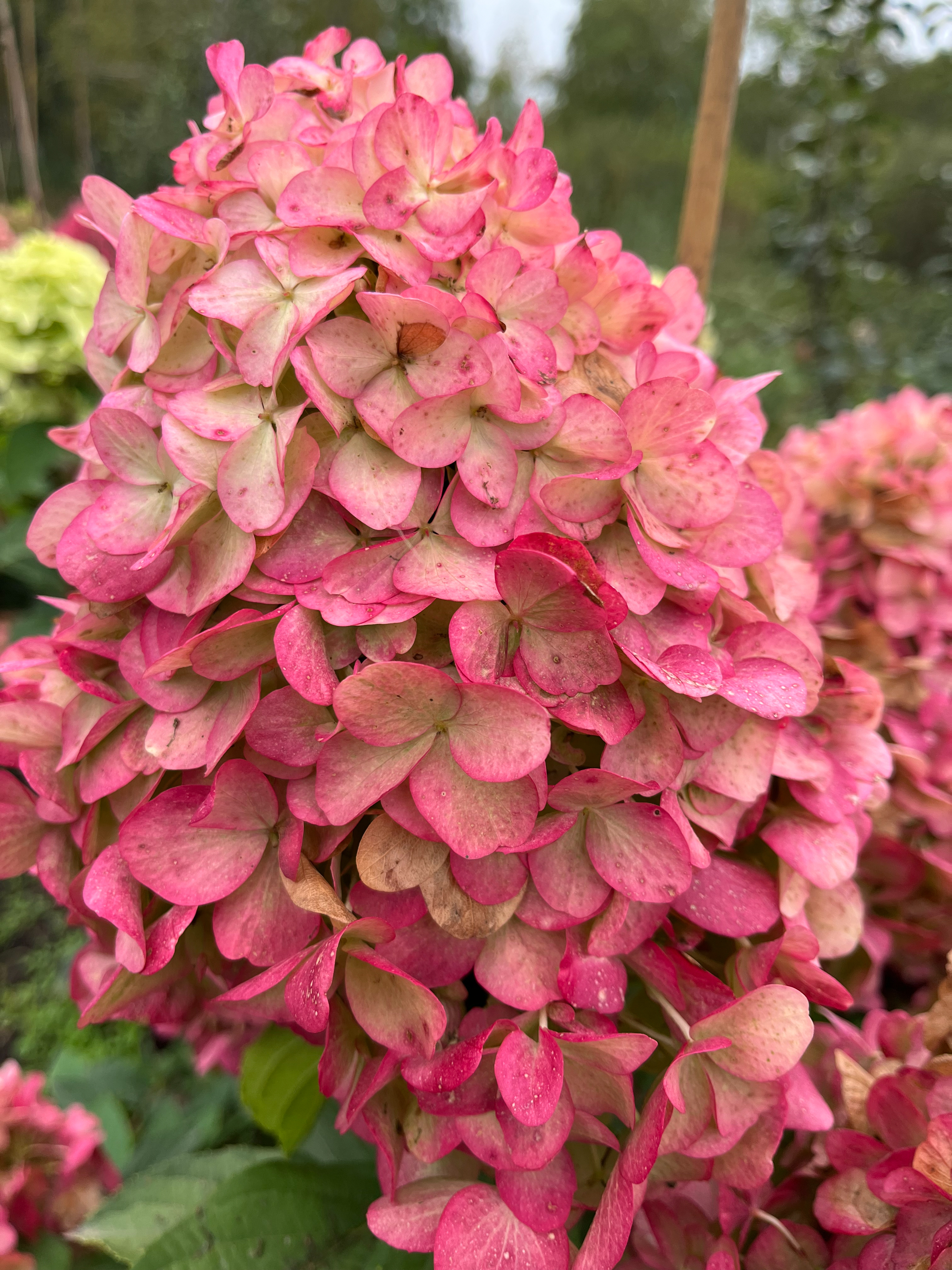 Геркулес (Hercules)