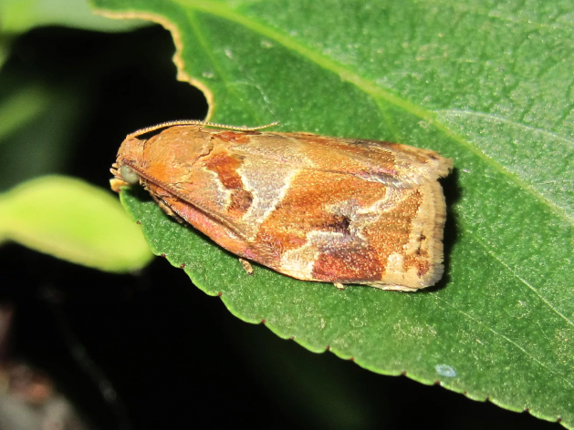 Розанная листовертка: меры борьбы