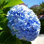 Популярные сорта гортензий Популярные сорта гортензий
