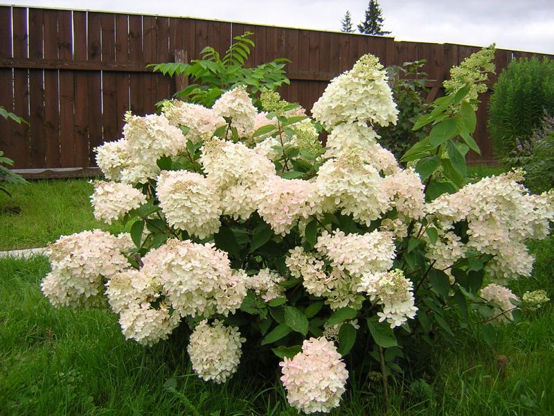 Скидка на гортензию Грандифлора