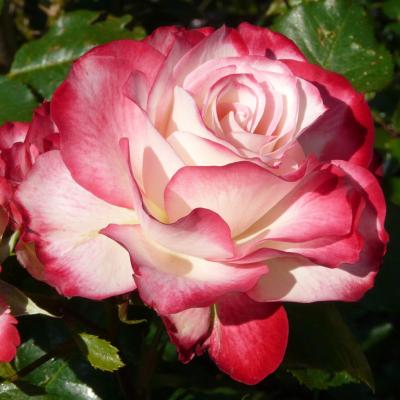 Роза флорибунда Юбилей Принца Монако (Rosa Jubile du Prince de Monaco)
