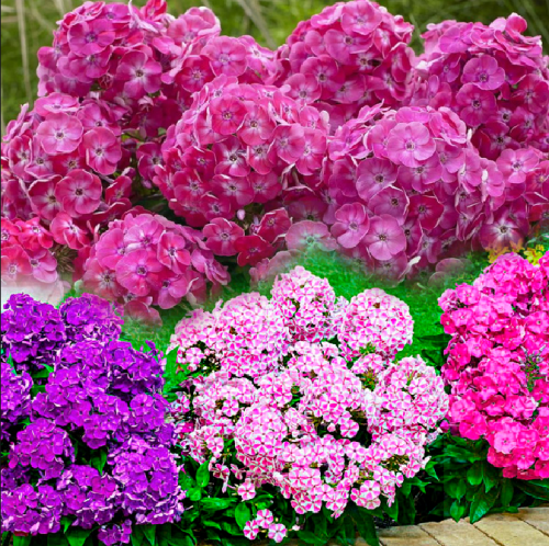 Бамбини Свит Тарт