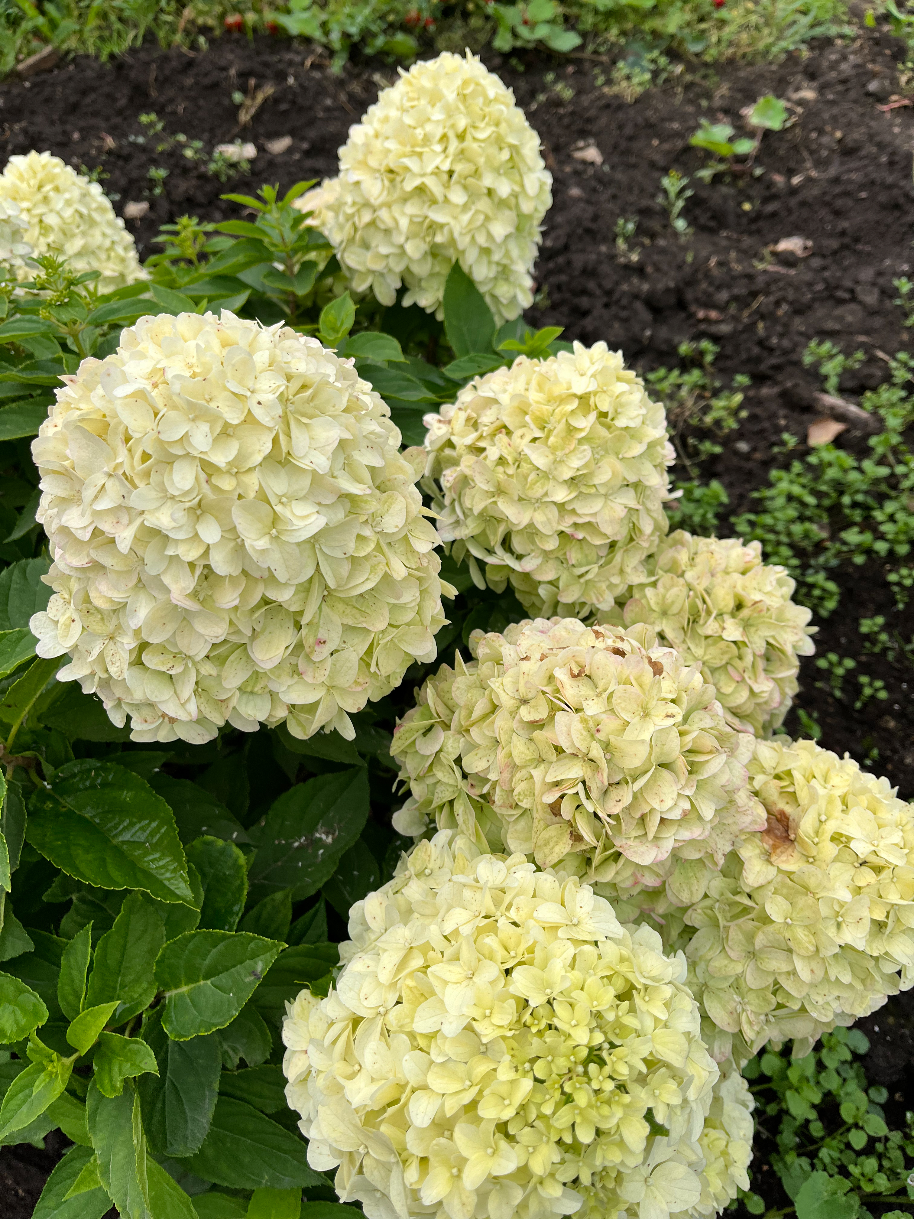 Литтл Спуки