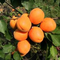 Луганский 3 года