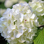 Популярные сорта гортензий Популярные сорта гортензий