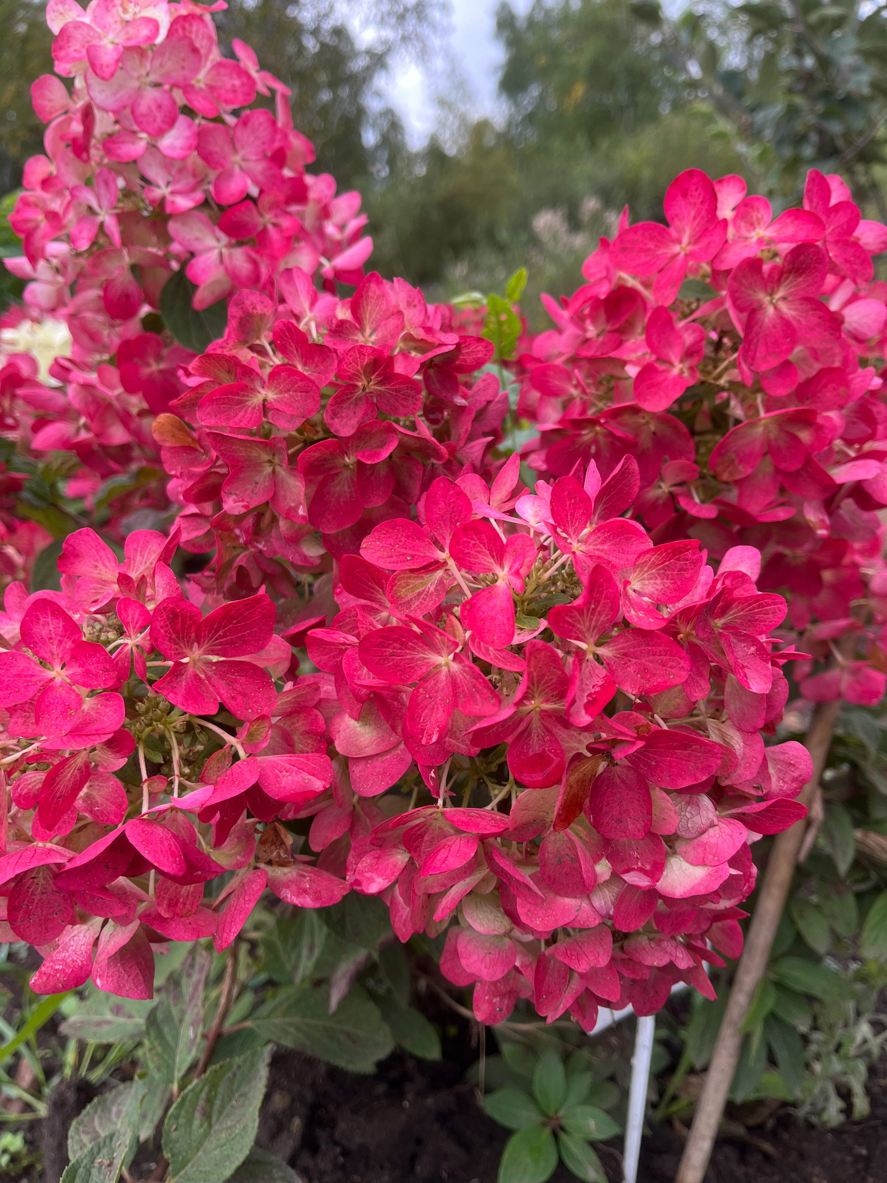 Гортензия Даймонд Руж