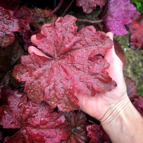 Блади Дайнозор