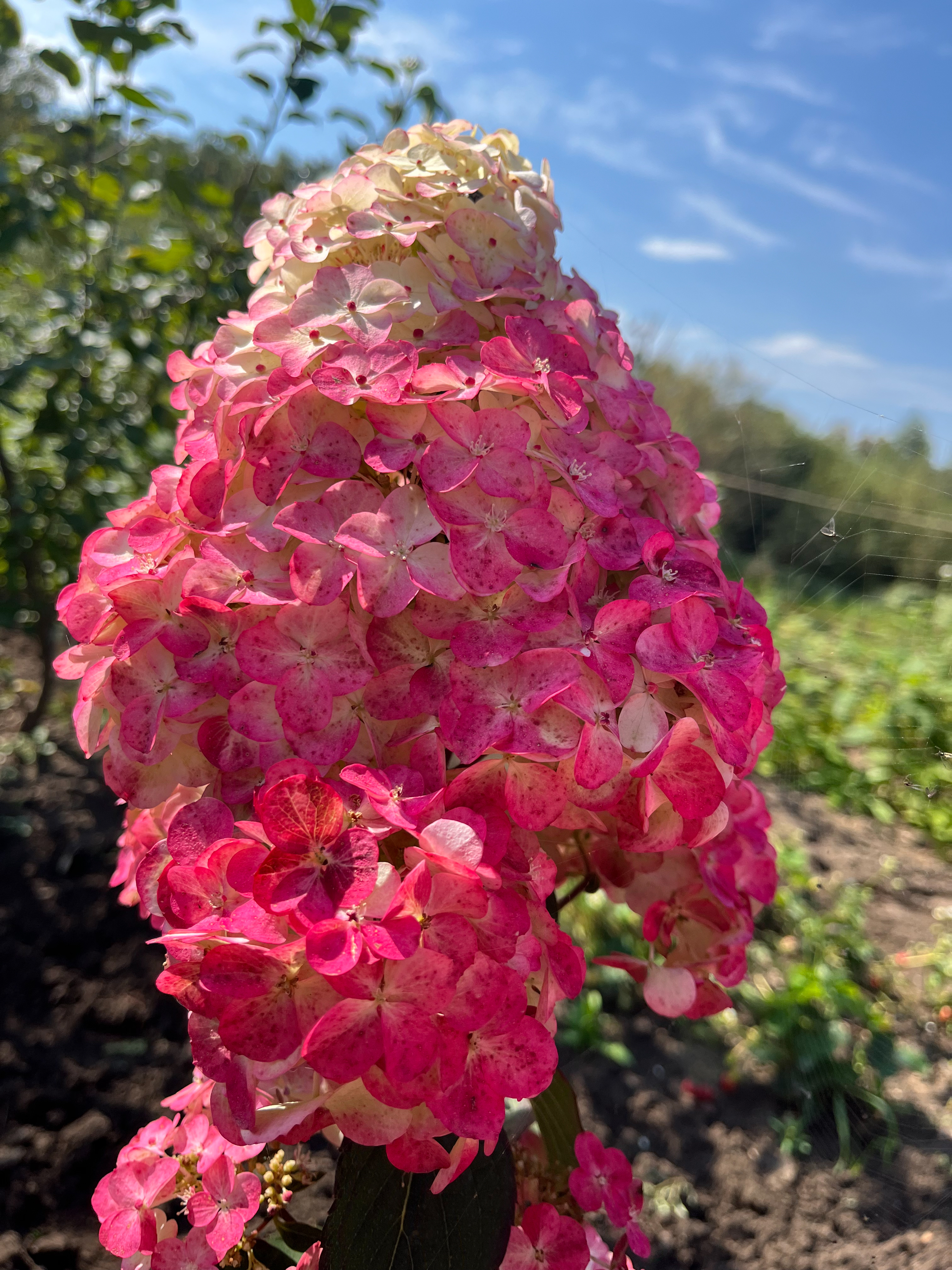 Самарская Лидия