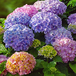 Популярные сорта гортензий Популярные сорта гортензий
