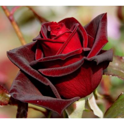 Роза чайно-гибридная Черная Магия (Rosa Black Magic)
