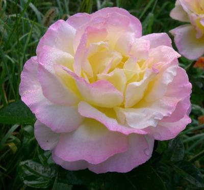 Роза чайно-гибридная Глория Дей (Rosa Gloria Day)