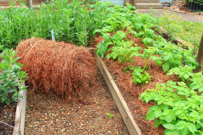 Эффективное использование соломы на дачном участке Эффективное использование соломы на дачном участке