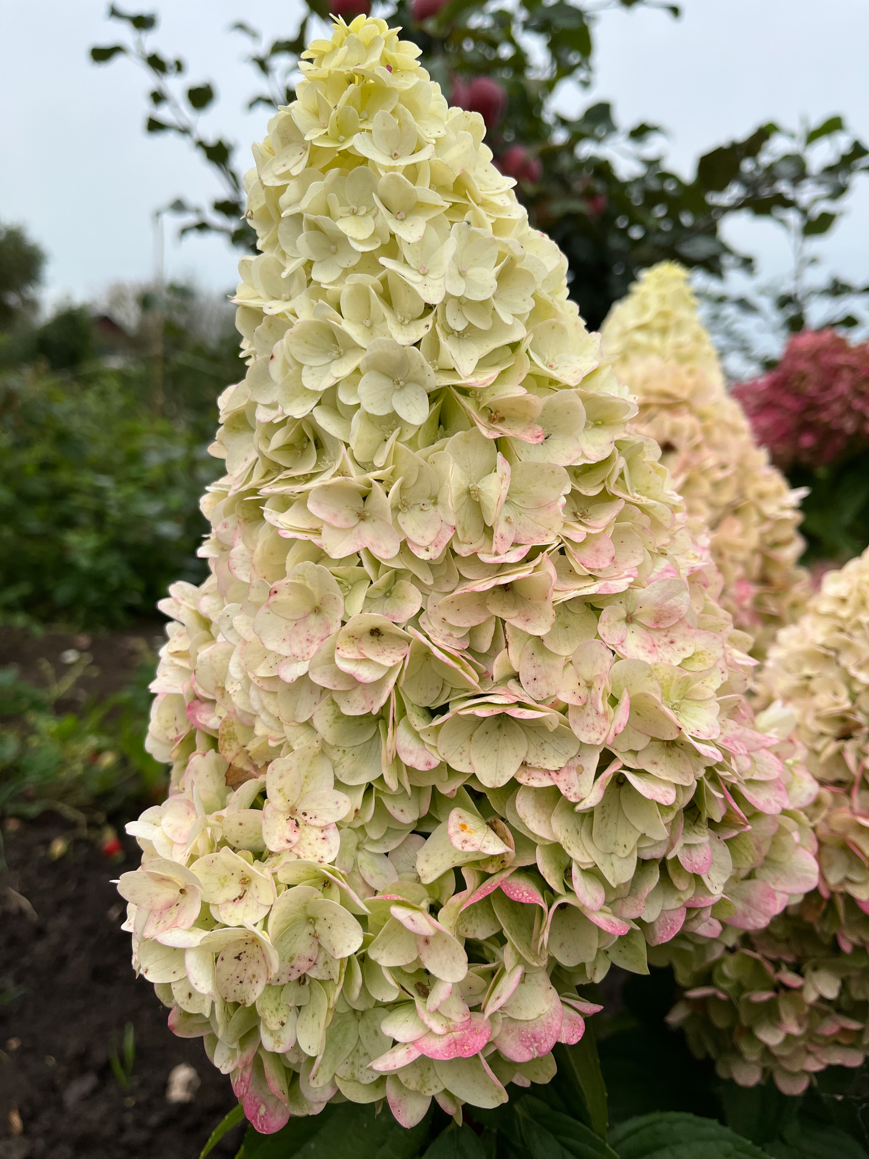 Мэджикал Килиманджаро