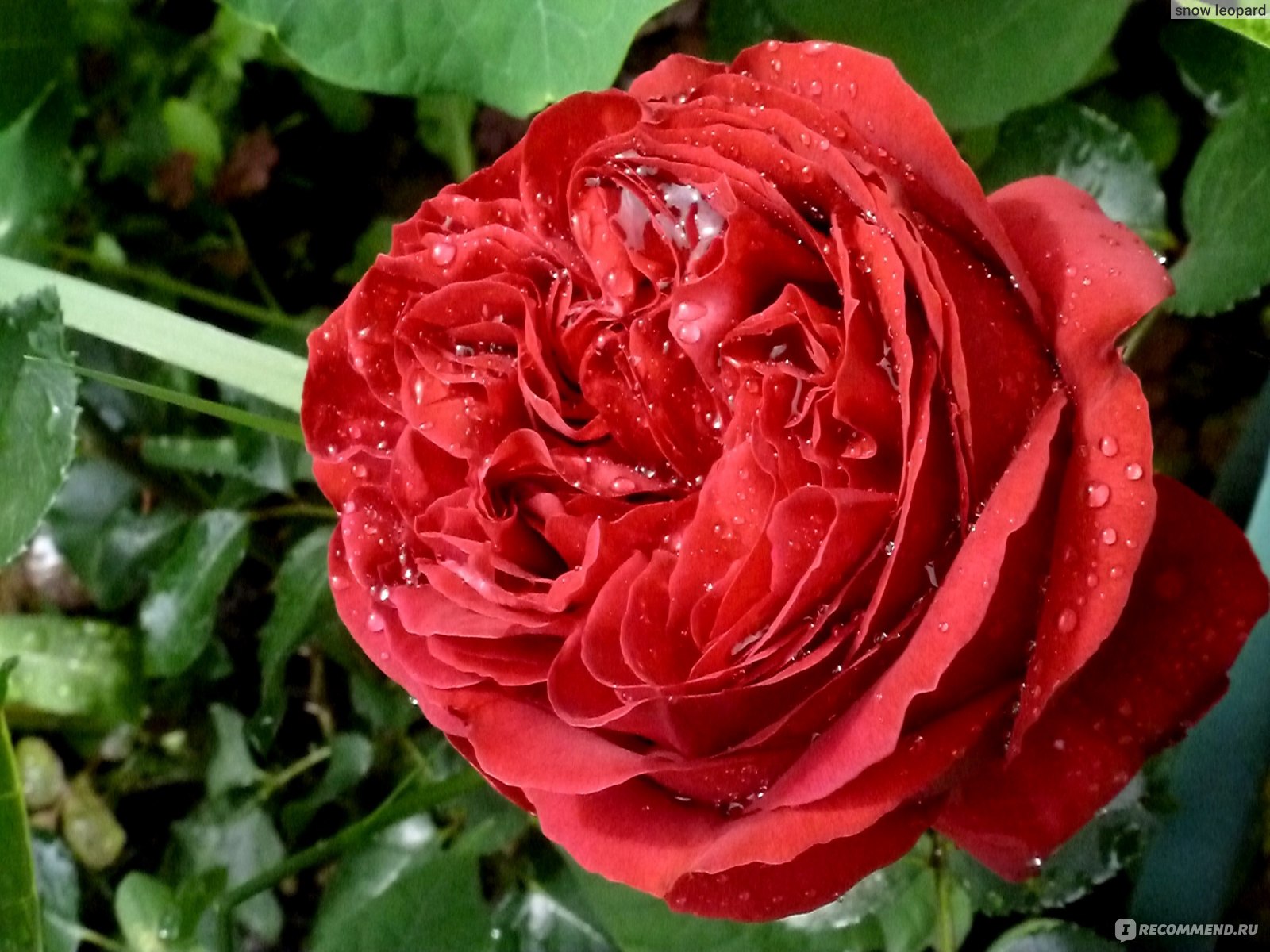 Розы - Роза плетистая Эрик Таберли (Rosa Eric Tabarly)