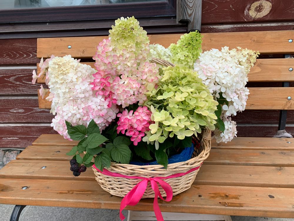 Гортензия метельчатая