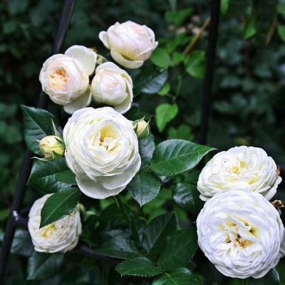  Роза шраб Артемис (Rosa Artemis)
