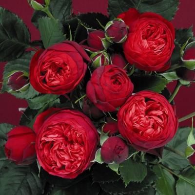 Роза чайно-гибридная Пиано (Rosa Red Piano)