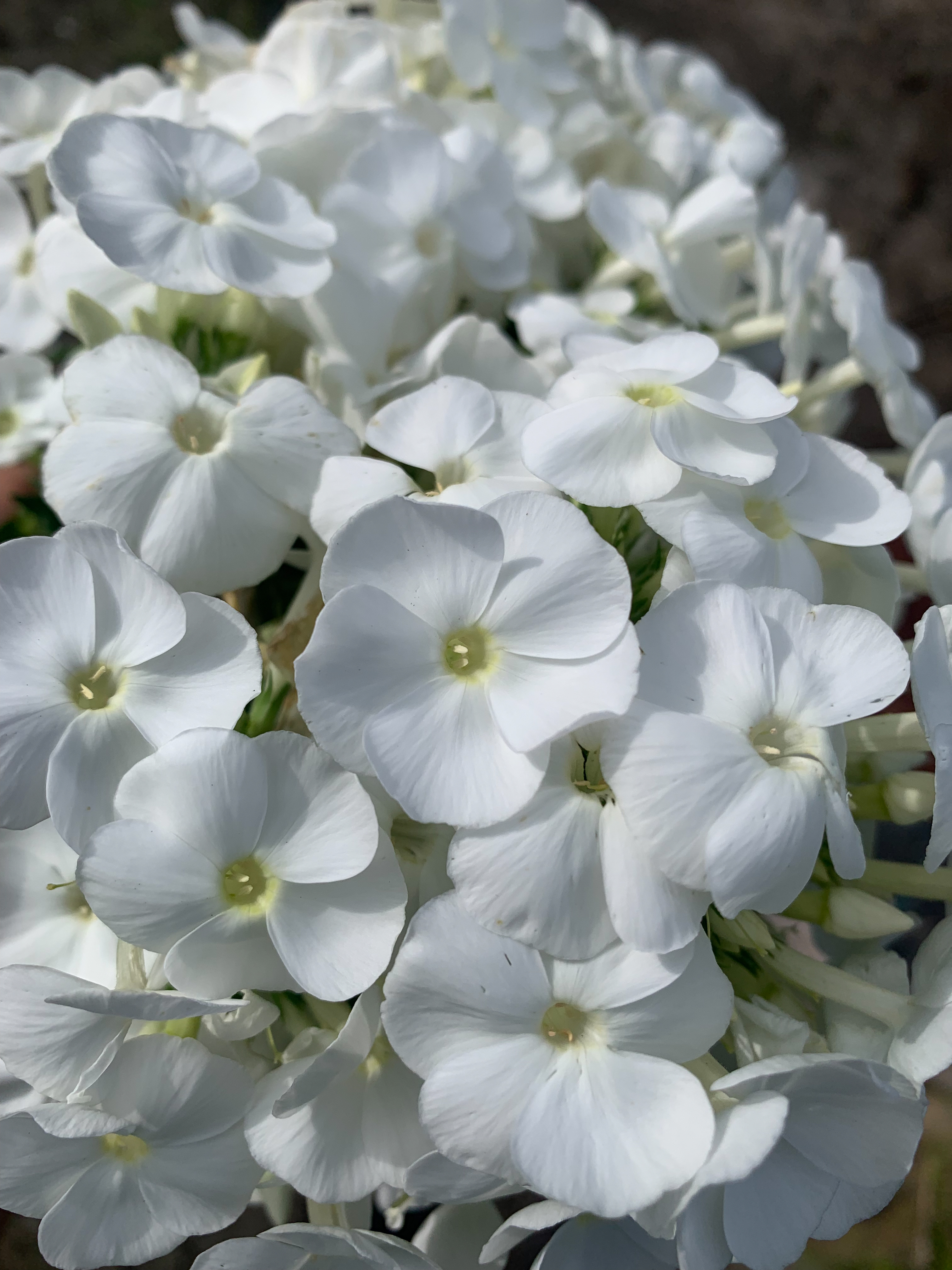 Уайт Адмирал