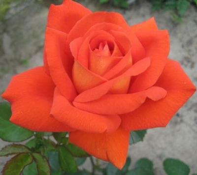 Роза чайно-гибридная Наранга (Rosa Naranga)