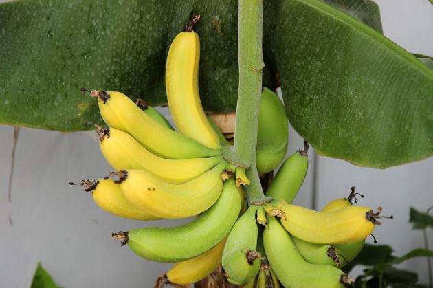 Бананы в домашних условиях