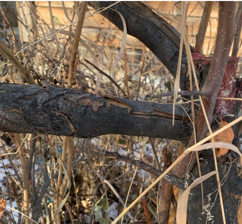 Черный рак на яблонях