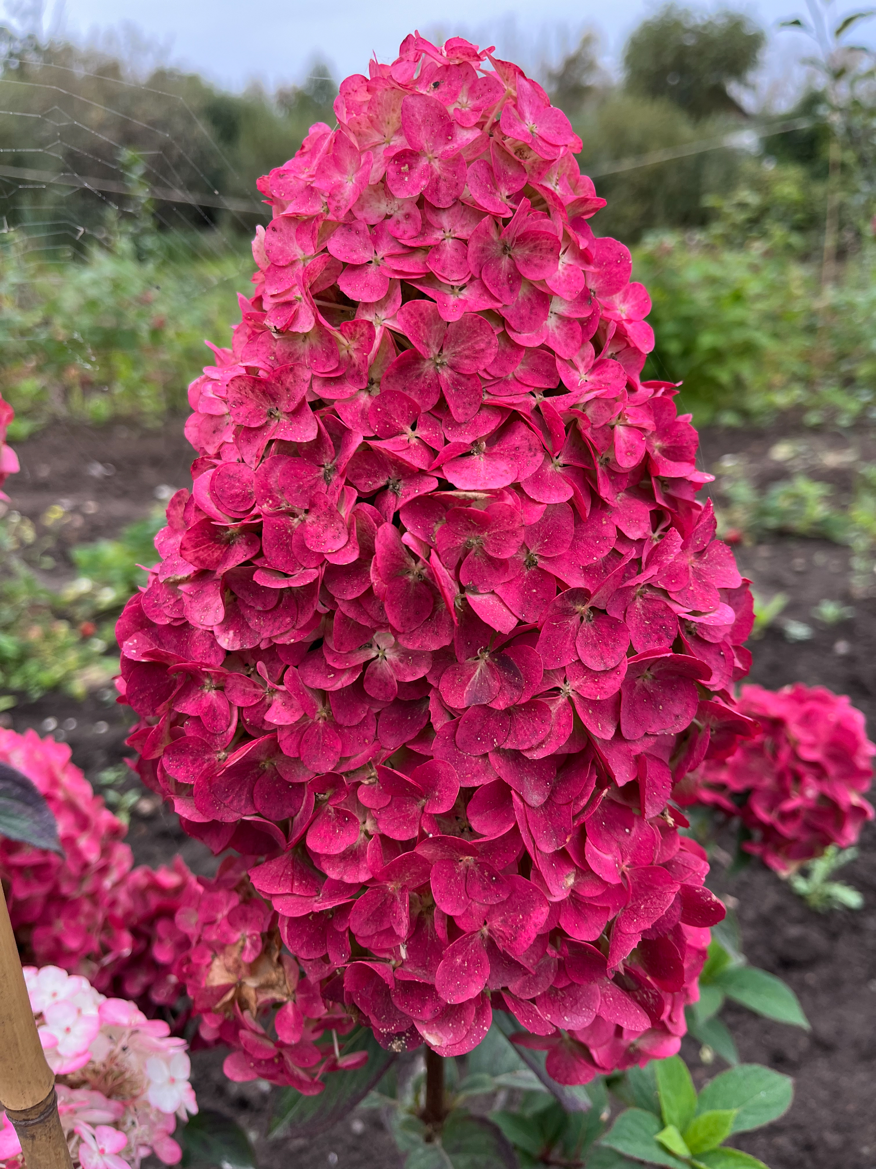 Самарская Лидия